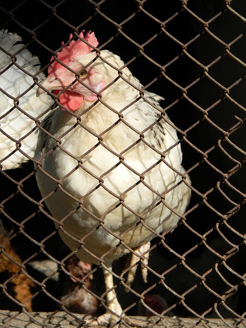 彻教练的战 彻教练的战